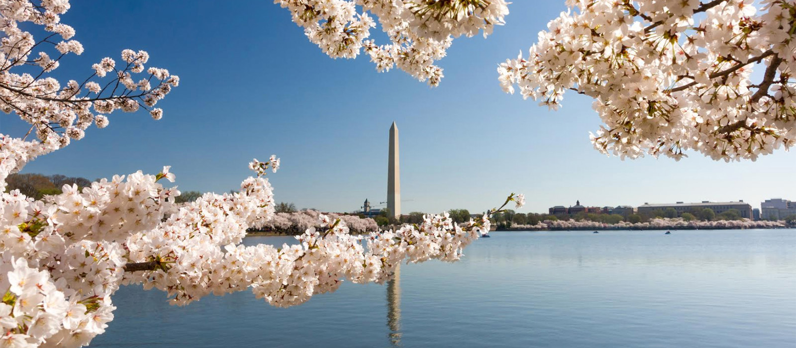 Cherry blossoms in the DC Tidal Basin